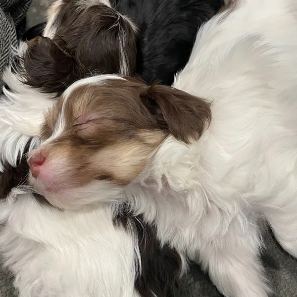 A cute dog