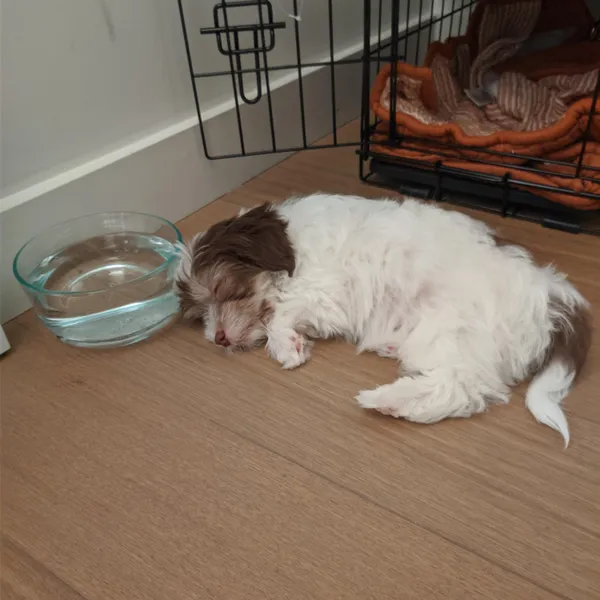 A cute dog