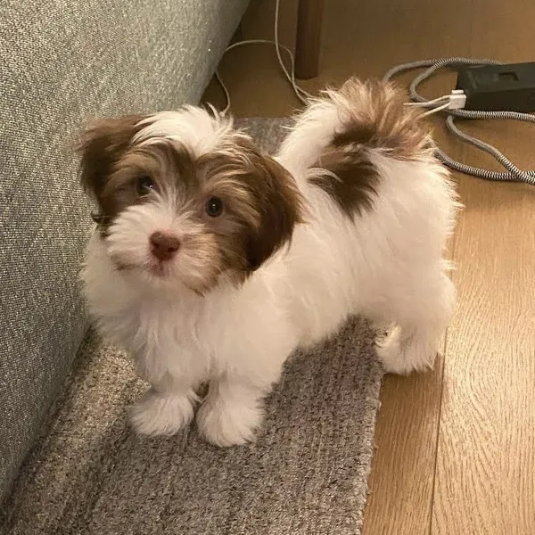 A cute dog
