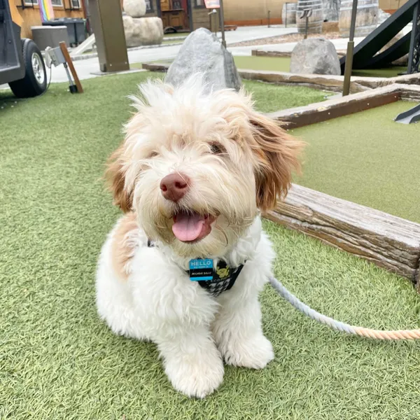 A cute dog