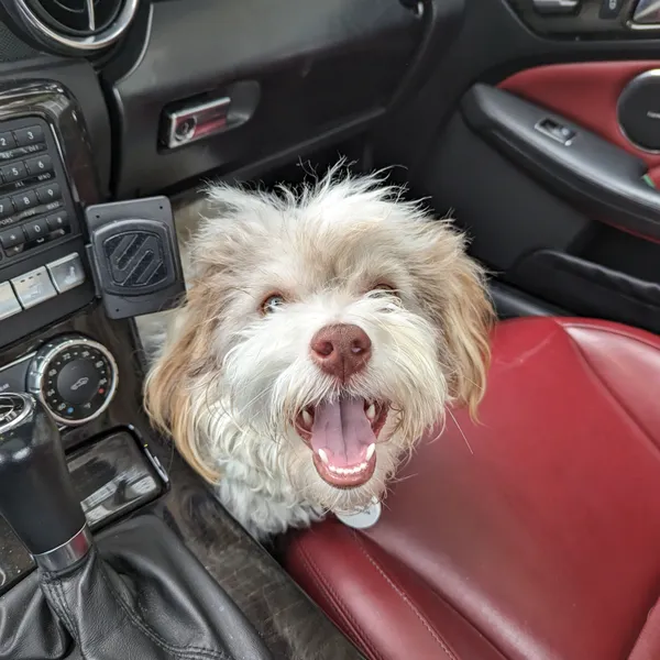 A cute dog