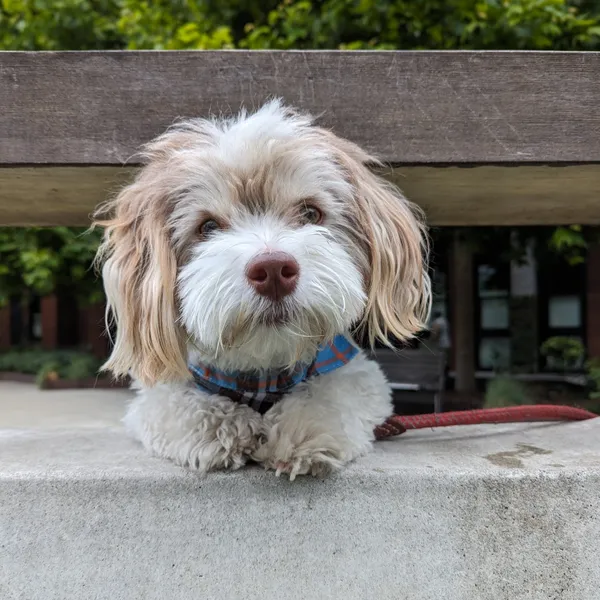 A cute dog