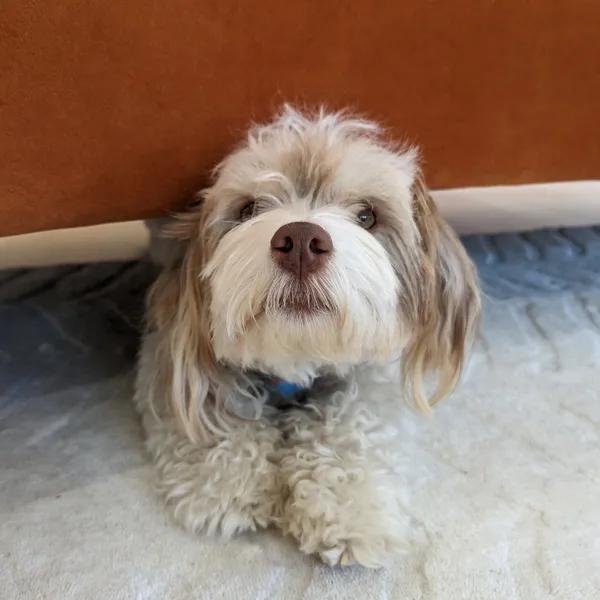 A cute dog