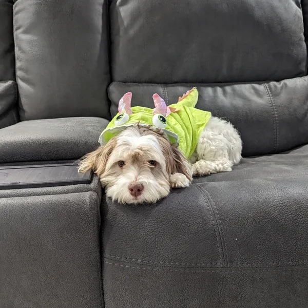 A cute dog