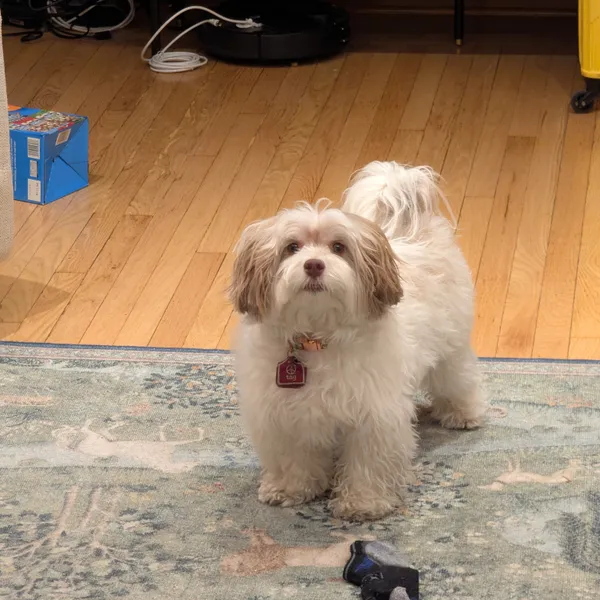 A cute dog