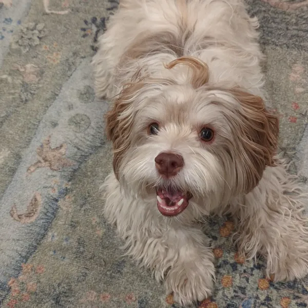 A cute dog