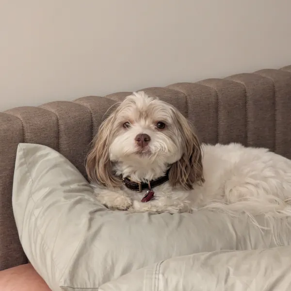 A cute dog