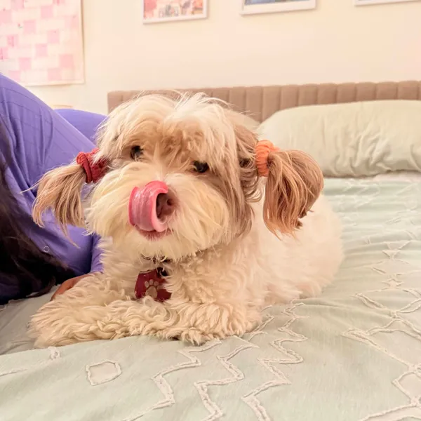 A cute dog