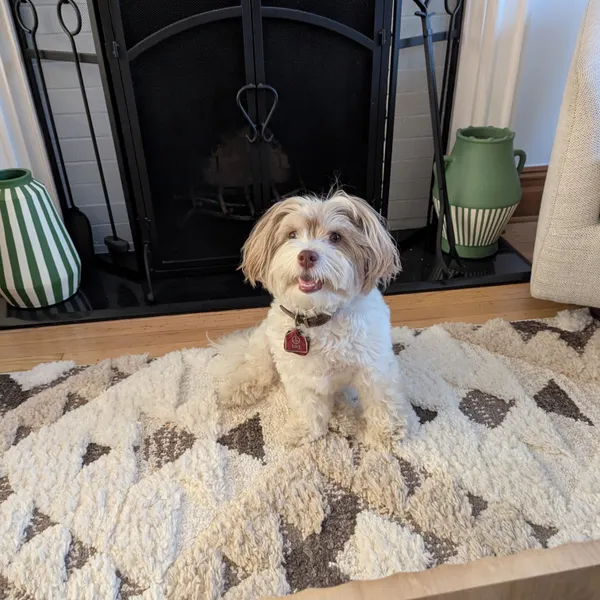 A cute dog