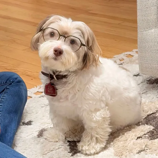 A cute dog